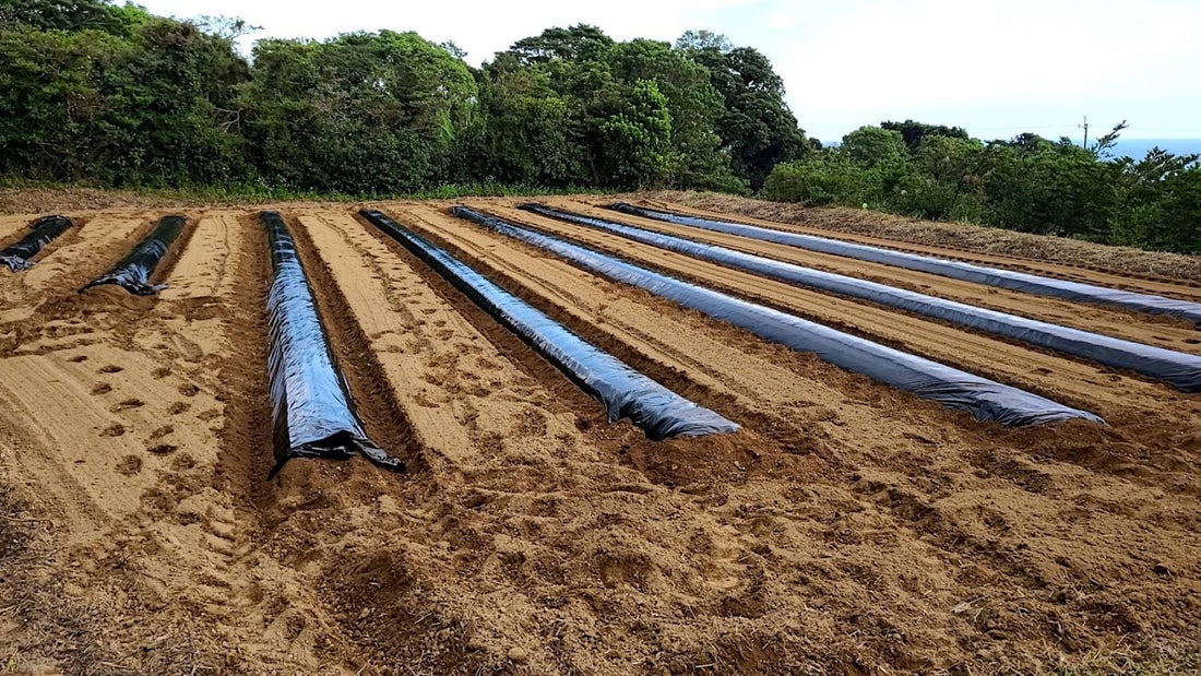 玉ねぎ、にんにくの植え付け