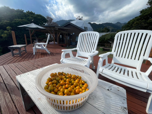 屋久島のあま~い金柑