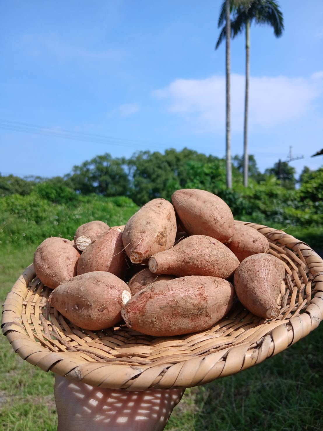 【本場・種子島安納地区産】食べやすい小ぶり安納芋 2kg