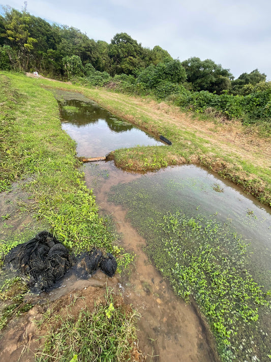 クレソン畑の整備