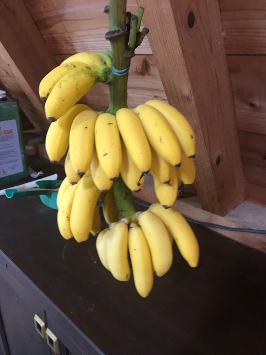 屋久然バナナ