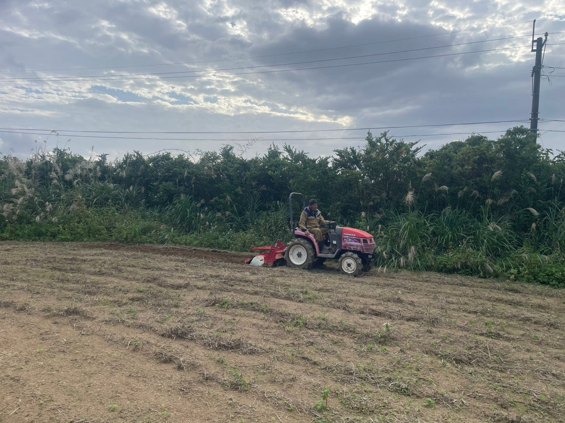 🌿【超基本】ゲットー（月桃）って何？屋久島の香るハーブをやさしく解説