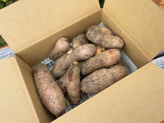 驚異の粘りぃっっっけ！！屋久島産【屋久然山芋】2kg