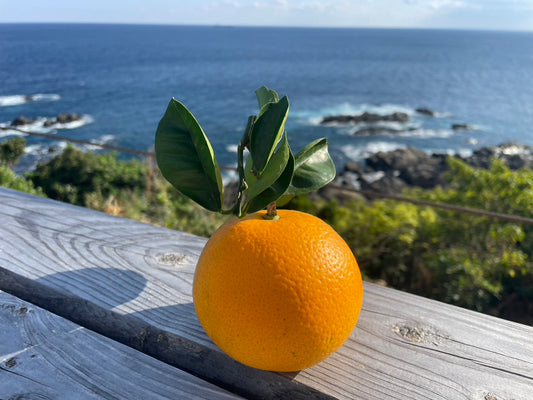 屋久島産の無農薬で育てた天然ジューシーはっさく　3.0kg
