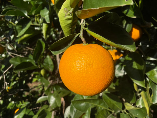 屋久島産の無農薬で育てた天然ジューシーはっさく　3.0kg