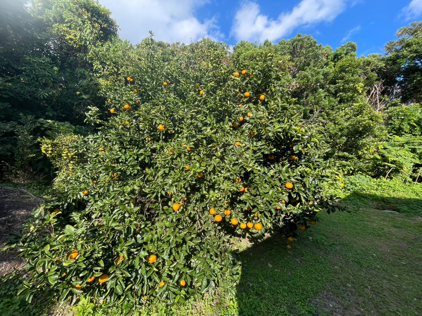 屋久島産の無農薬で育てた天然ジューシーはっさく　3.0kg