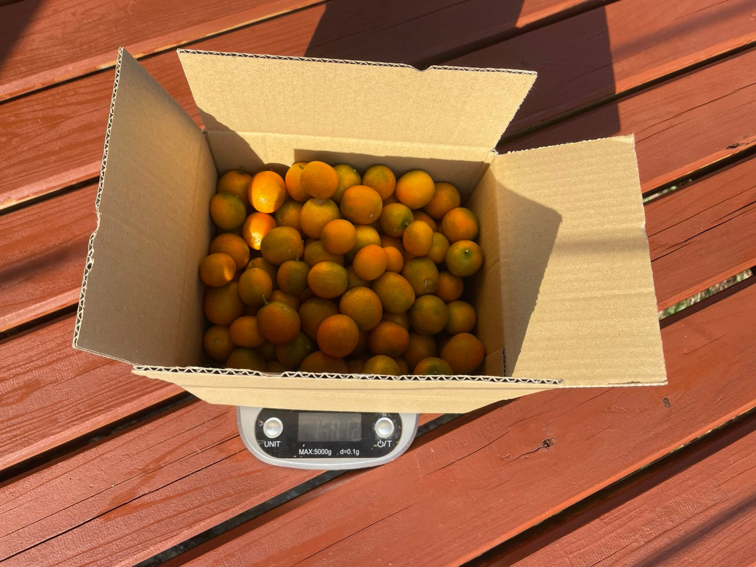 屋久島のきんかん　1.5kg