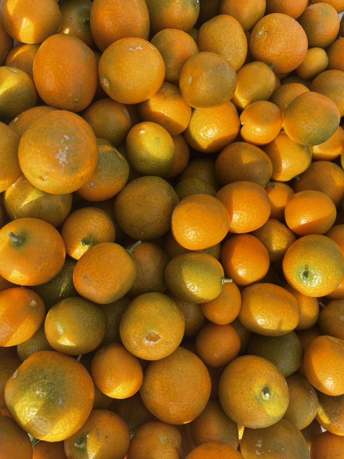 屋久島のキンカン