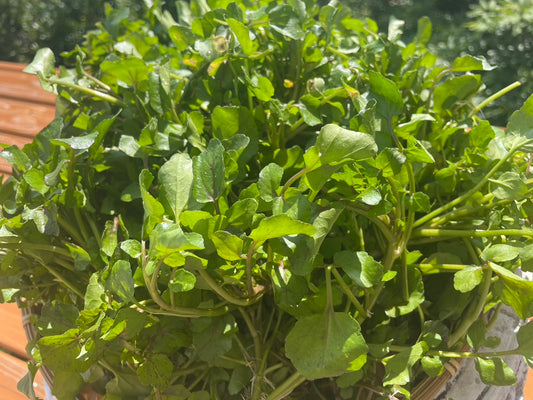 Yakuzen Fresh Watercress [Available for purchase in 500g increments]