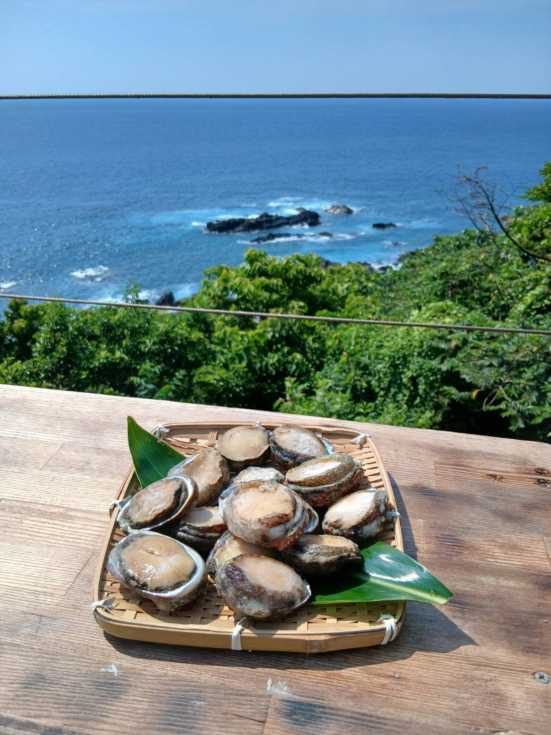 【限定3セット】屋久島産 天然磯貝 500g｜採れたて急速冷凍・刺身でも楽しめる天然の味