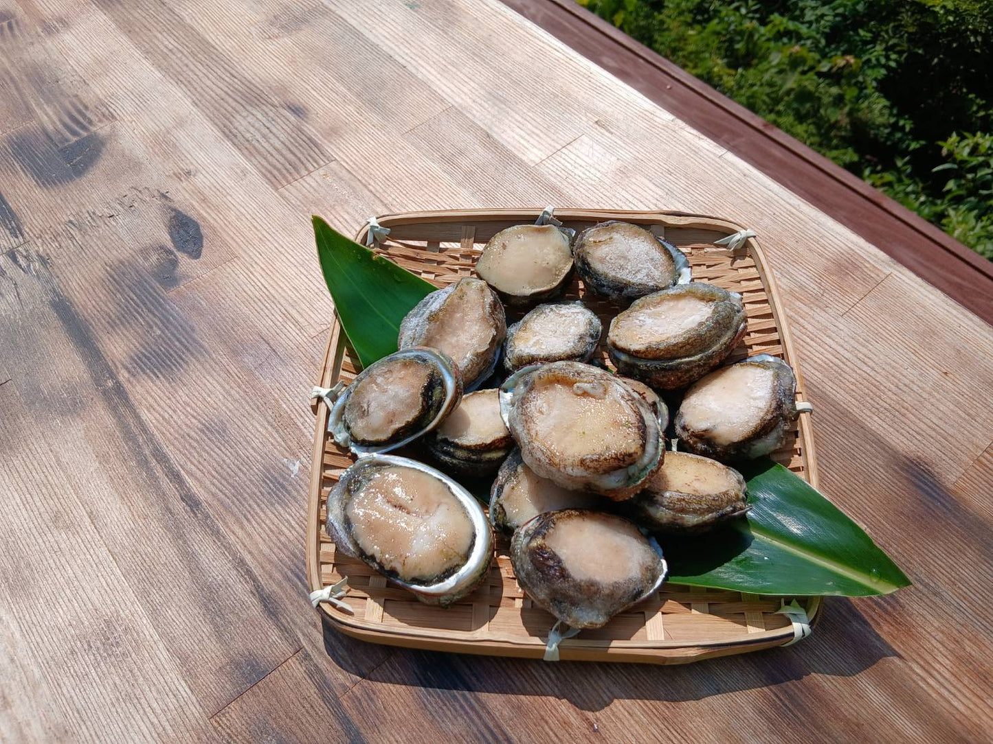 【限定3セット】屋久島産 天然磯貝 500g｜採れたて急速冷凍・刺身でも楽しめる天然の味